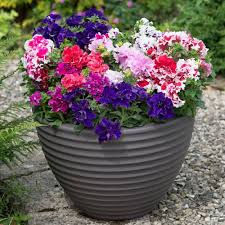 Double Mixed Petunia Flower Seeds