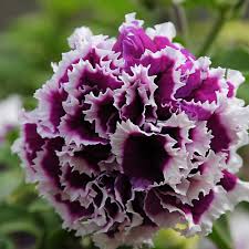 Double Mixed Petunia Flower Seeds