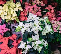 Mixed Poinsettia Flower Seeds