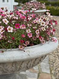 Mixed Saxifrage Flower Seeds Colorful Blooms - Heirloom Non GMO High Germination Organic Garden Seeds for
