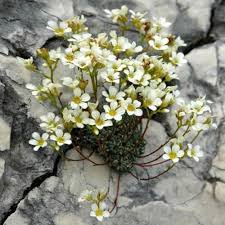 Mixed Saxifrage Flower Seeds - Heirloom Non GMO High Germination Organic Garden Flower Seeds