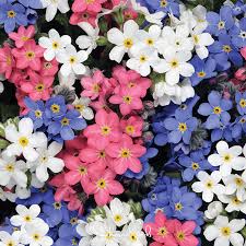 Mixed Myosotis Flower Seeds