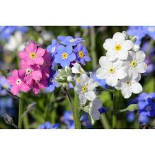 Mixed Myosotis Flower Seeds Colorful Blooms - Heirloom Non GMO High Germination Organic Garden Seeds for