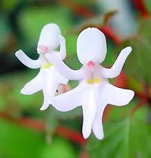 Mixed Naked Man Orchid Flower Seeds - Heirloom Non GMO High Germination Organic Garden Seeds for