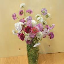 Mixed Scabiosa Flower Seeds