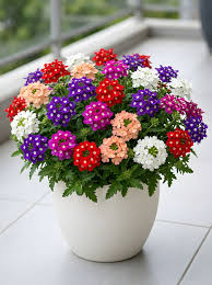 Verbena Flower Seeds Mixed Rare Blooming Plants Balcony Patio Gardening Heirloom Non-GMO High Germination Seeds for Plan