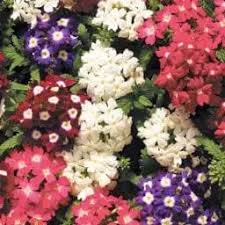 Mixed Verbena Flower Seeds