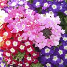 Mixed Verbena Flower Seeds Rare Blooming Plants Balcony and Patio Gardening Colorful - Heirloom Non GMO High