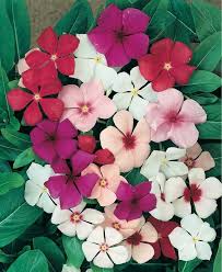 Mixed Vinca Flower Seeds Premium Floral Seeds for Planting Heirloom Non GMO High Germination Organic Garden Seeds