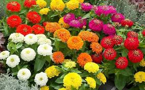 Mixed Zinnia Flower Seeds Exotic Flowering Plants Seeds for Planting Heirloom Non GMO High Germination Organic Garden