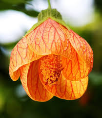 Orange Abutilon Flower Seeds