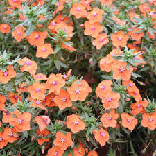Orange Anagallis monelli Flower Seeds Rare Blooming Plants Seeds for Planting Heirloom Non GMO High Germination Organic