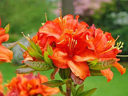 Orange Azalea Flower Seeds Premium Floral Seeds Seeds for Planting Heirloom Non GMO High Germination Organic Garden