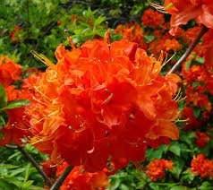 Orange Azalea Flower Seeds Premium Floral Seeds Seeds for Planting Heirloom Non GMO High Germination Organic Garden