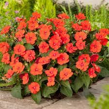 Orange Impatiens Flower Seeds