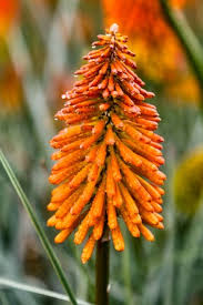 Orange Kniphofia Flower Seeds