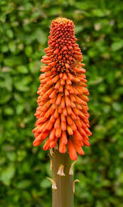 Orange Kniphofia Flower Seeds