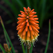 Orange Kniphofia Flower Seeds