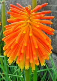 Orange Lampranthus Flower Seeds