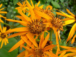 Orange Ligularia Dentata Flower Seeds