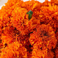 Orange Marigold Flower Seeds for - Heirloom Non GMO Premium Garden Seeds for Planting, High Germination Outdoor Plants
