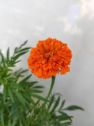 Orange Marigold Flower Seeds for - Heirloom Non GMO Premium Garden Seeds for Planting, High Germination Outdoor Plants