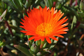 Orange Mesembryanthemum Flower Seeds for Planting Heirloom Non-GMO High Germination Organic Garden Seeds