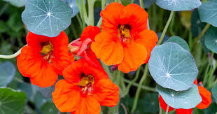 Orange Nasturtium Flower Seeds for - Heirloom Non GMO Premium Garden Seeds for Planting, High Germination Outdoor Plants