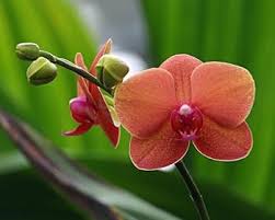 Orange Orchids Flower Seeds