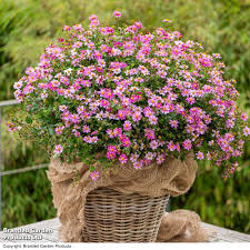 Pink Bidens Flower Seeds