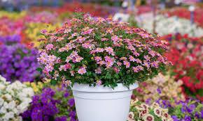 Pink Bidens Flower Seeds for - Heirloom Non GMO Premium Garden Seeds for Planting, High Germination Outdoor Plants