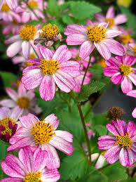 Pink Bidens Flower Seeds for - Heirloom Non GMO Premium Garden Seeds for Planting, High Germination Outdoor Plants