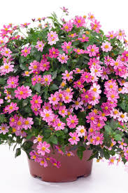 Pink Bidens Flower Seeds