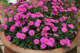 Pink Brachyscome Flower Seeds for - Heirloom Non GMO Premium Garden Seeds for Planting, High Germination Outdoor Plants