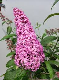 Pink Buddleja Flower Seeds for - Heirloom Non GMO Premium Garden Seeds for Planting, High Germination Outdoor Plants
