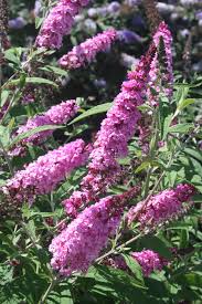 Pink Buddleja Flower Seeds