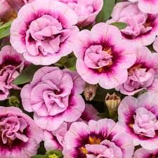 Pink Calibrachoa Flower Seeds 