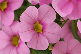 Pink Calibrachoa Flower Seeds 