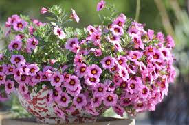 Pink Calibrachoa Flower Seeds 
