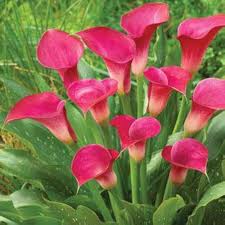 Pink Calla Lily Flower Seeds 