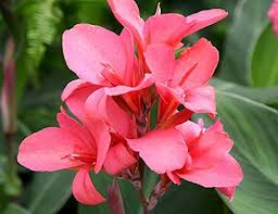 Pink Canna Lily Flower Seeds 