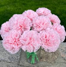 Pink Carnation Flower Seeds