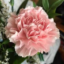 Pink Carnation Flower Seeds for - Heirloom Non GMO Premium Garden Seeds for Planting, High Germination Outdoor Plants