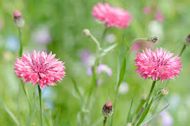 Pink Centaurea Flower Seeds Heirloom - Heirloom Non GMO Premium Garden Seeds for Planting, High Germination Outdoor Plan