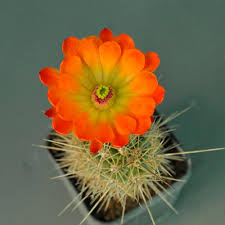 Orange Echinocereus Flower Seeds