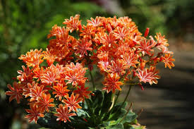 Orange Lewisia Cotyledon Flower Seeds - Heirloom Non GMO Premium Garden Seeds for Planting, High Germination Outdoor Pla