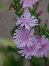 Pink Cichorium Intybus Flower Seeds