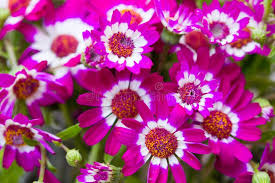 Pink Cineraria Flower Seeds for - Heirloom Non GMO Premium Garden Seeds for Planting, High Germination Outdoor Plants