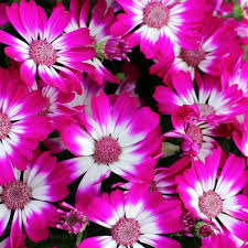 Pink Cineraria Flower Seeds for - Heirloom Non GMO Premium Garden Seeds for Planting, High Germination Outdoor Plants