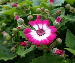 Pink Cineraria Flower Seeds